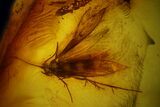 mm Moth (Microlepidoptera) In Baltic Amber #123414-1